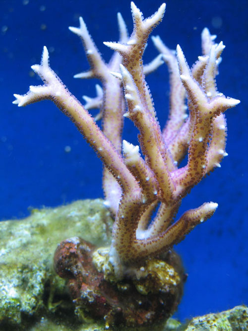 Hystrix.jpg