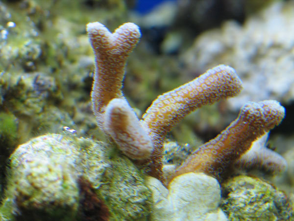 Er dette en Acropora
