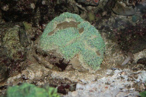 goniopora 07032009-13032010 (Medium).JPG (95.73 KiB) Vist 5010 gange 1 år og nogle få dage efter jeg fik Goni'en