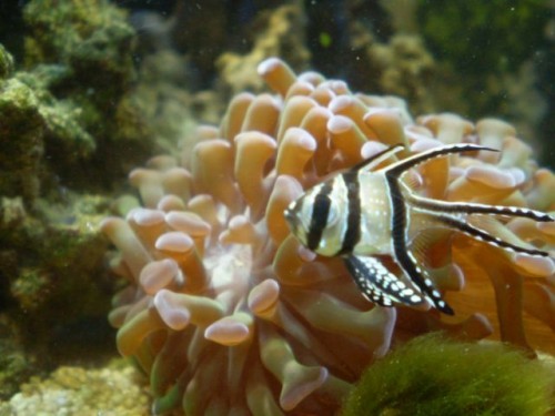 006 [DVD (NTSC)].JPG