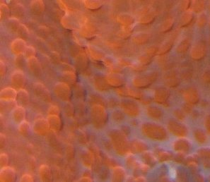 rødskiveanemone_makro_02.jpg