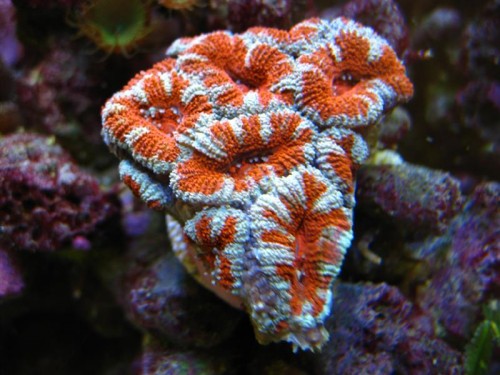 Acanthastrea