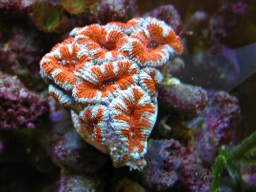 Acanthastrea