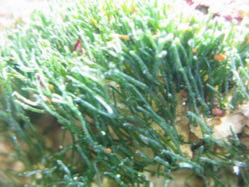 Hvilken slags alge? (Bryopsis?) Og hvad jeg vil mene ligner dinoflagellater?