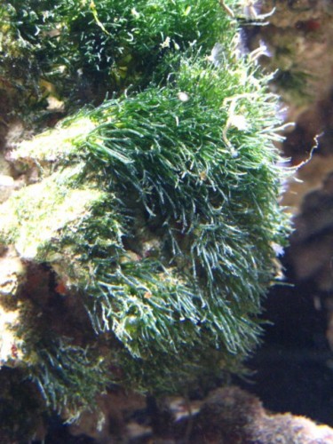 Et billede mere af den største koloni af algen