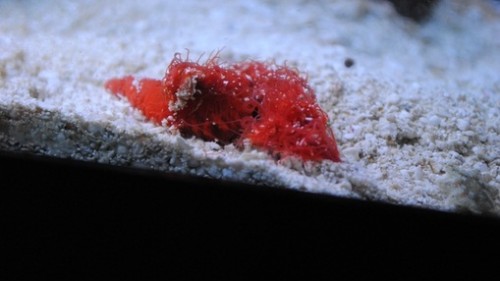 Lige kommet i akvariet..