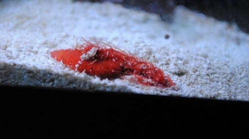 Lige kommet i akvariet..