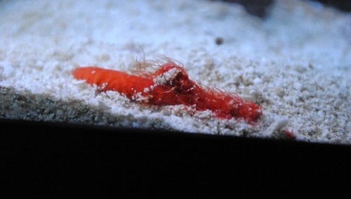 Lige kommet i akvariet..