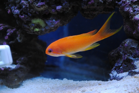 Pseudanthias squamipinnis..