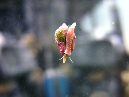 IMG_1513 [640x480].JPG