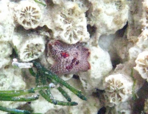 søstjerne [800x600].jpg