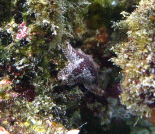 søstjerne4 [640x480].jpg