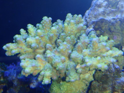 acropora table coral. skulle gerne få lilla spidser.