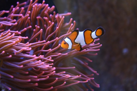 Anemone og klovnfisk