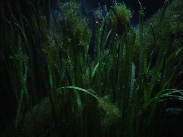 Akvarie 3