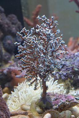 Anthogorgia_sp.jpg