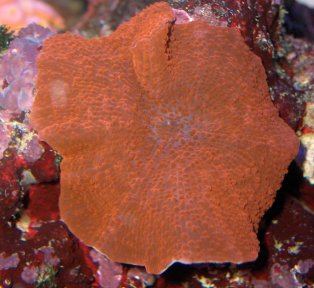 rødskiveanemone_makro_01.jpg