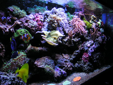 forum pic 26.jpg