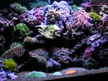 forum pic 25.jpg