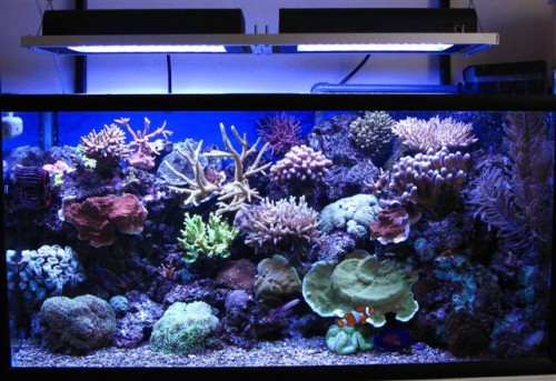 happy reef LED (Small).jpg