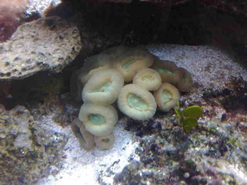 Caulastrea.jpg