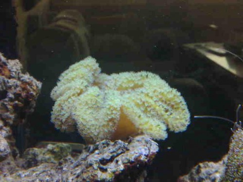 Sarcophyton.jpg