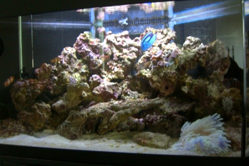 full tank shot 02.JPG