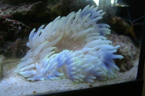 Anemone 01.JPG