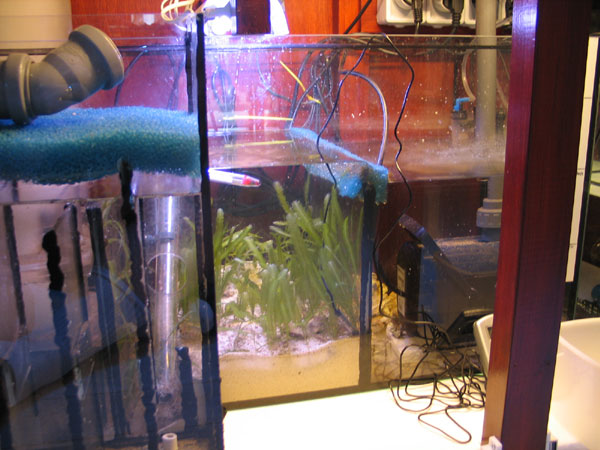 Sump-2.jpg