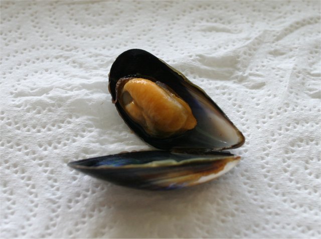 Blåmusling