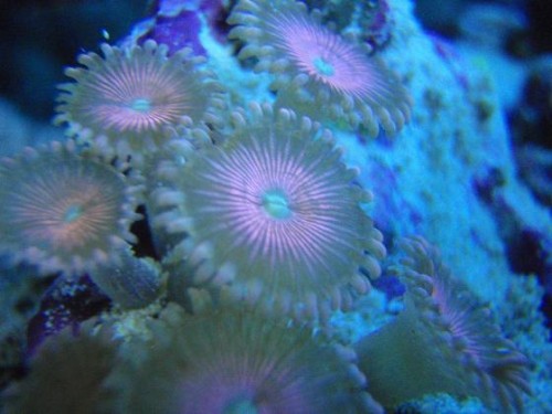 Pink polyp.JPG