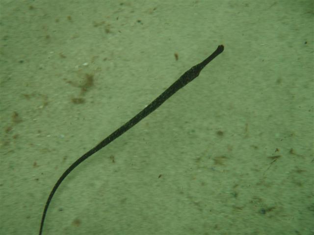 P8261553 (Small).JPG