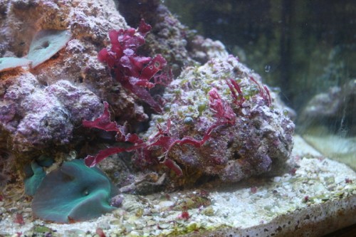 output_saltvandimg_7348.jpg (121.64 KiB) Vist 446 gange Hvad er de røde for nogle????