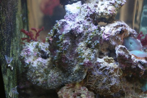 output_saltvandimg_7352.jpg (119.56 KiB) Vist 446 gange Hvad er de grønne bobler og er de skadelige???