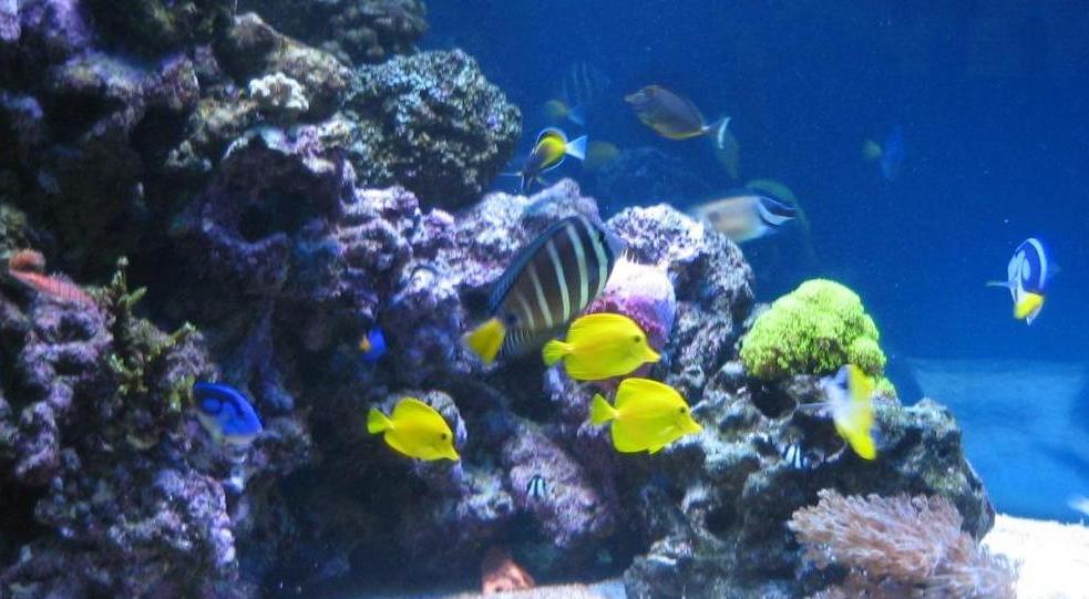 (Zebrasoma flavescens)