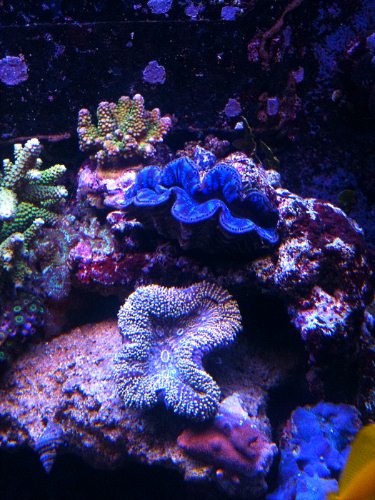 Tridacna.jpg