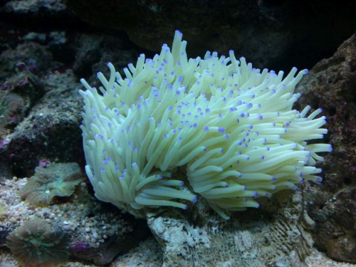 Anemone.jpg