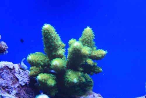Acropora (Small).JPG