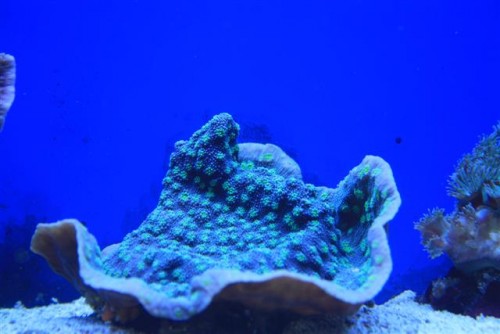 Oxypora lacera (Small).JPG