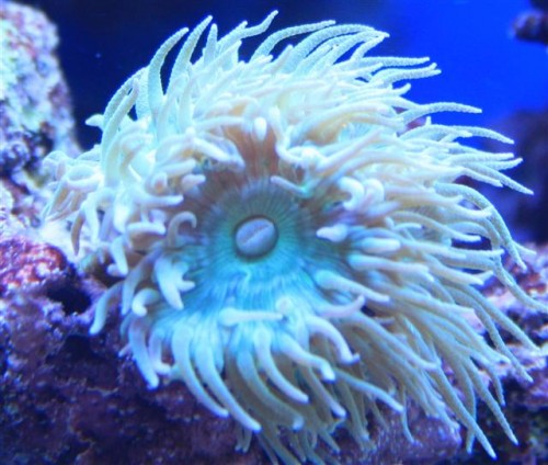 Dunkan (Small).JPG