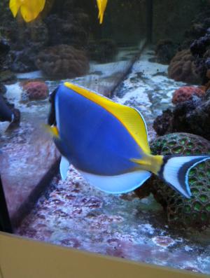 Det er altså bare min ynglings fisk