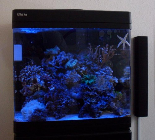 Nys lys - med dagslys