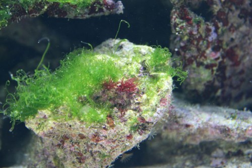 IMG_4705_small.JPG