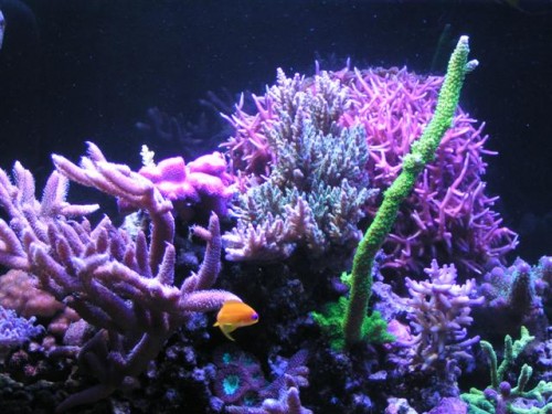Billede 007 (Small).jpg