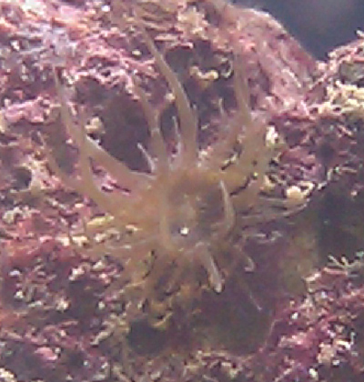 Er dette en Glas rose ?? den er uden arme er den ca 7 mm