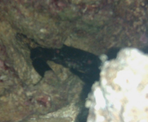 krabbe.jpg (124.82 KiB) Vist 1175 gange Vil jeg have denne her ??<br />Krabben er helt sort. Har håt på benene og gule spidser på benene. Skjoldet er bulet. Ved ikke hvordan man måler en krabbe men der hvor den er bredest over "ryggen" er den nok omkring 4-5 cm !!