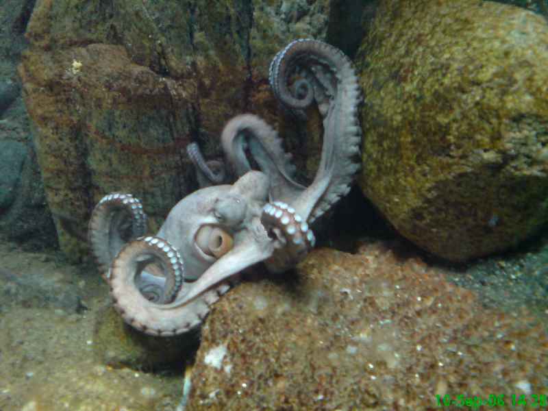 Sprutte 002.jpg