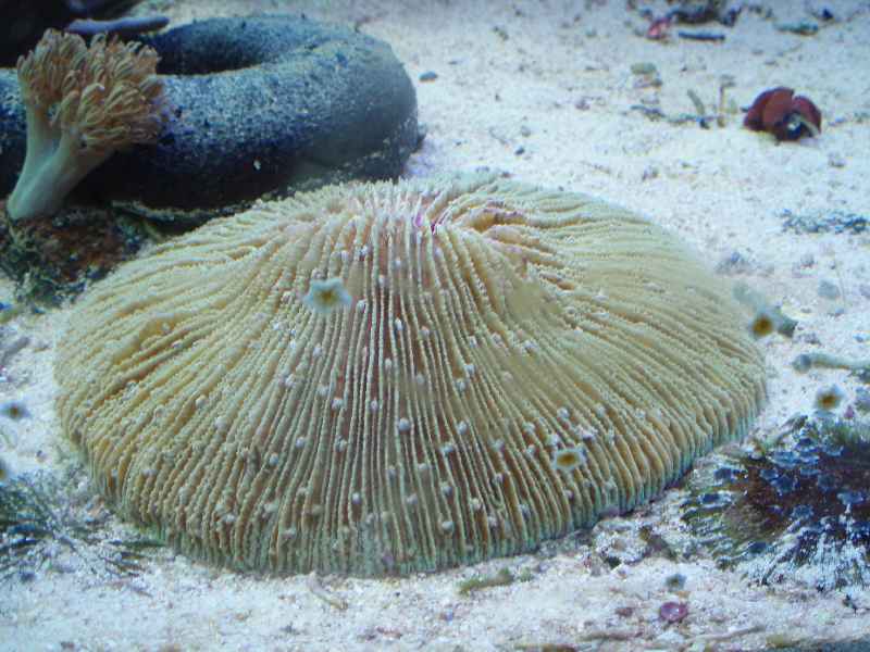 Koral 001.jpg