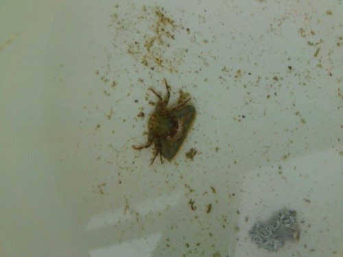 Krappe fra levende sten