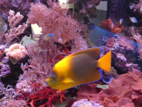 Siam Reef Club 2010